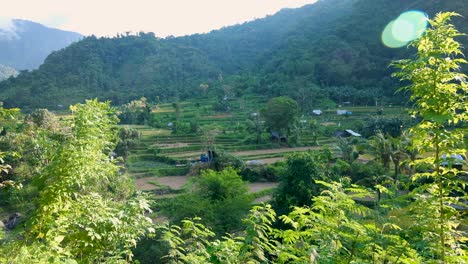 scenic view terraced rice paddy agriculture landscape in rural countryside of amed on tropical island of bali indonesia