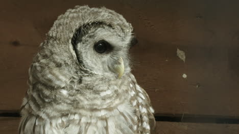 CLOSE-UP---A-northern-Barred-Owl-winking-at-the-camera