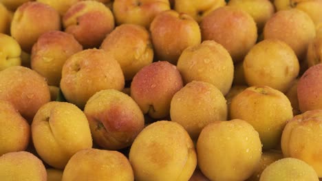 horizontal panorama. ripe, juicy apricots with dew drops. fruit background.