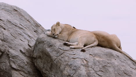 elegant lioness sleeping on rock