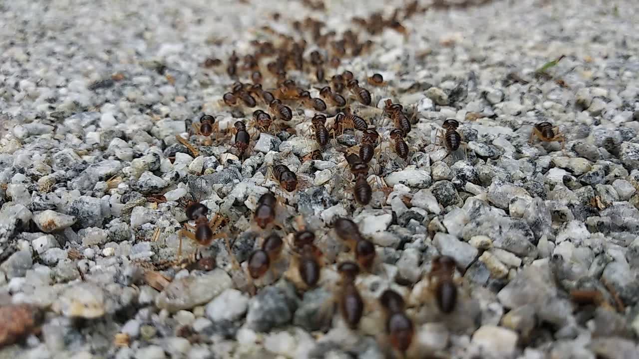 un gran grupo de termitas rojas se mueven sobre una superficie rocosa durante el día
