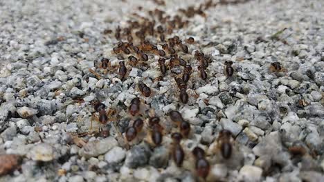 a large group of red termites are moving on a rocky ground surface during the day