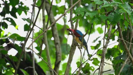 A-male-individual-with-a-mangled-Flying-Lizard-while-looking-around-then-takes-off-to-deliver-to-its-nestlings,-Banded-Kingfisher-Lacedo-pulchella,-Kaeng-Krachan-National-Park,-Thailand