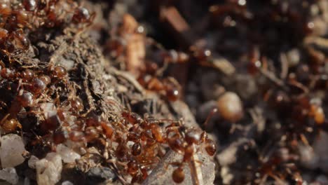 colonia de hormigas arrastrándose por el suelo muy de cerca todavía disparó macro