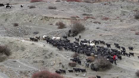 pastores pastoreando su rebaño de cabras en la tierra desértica de la región mustang de nepal