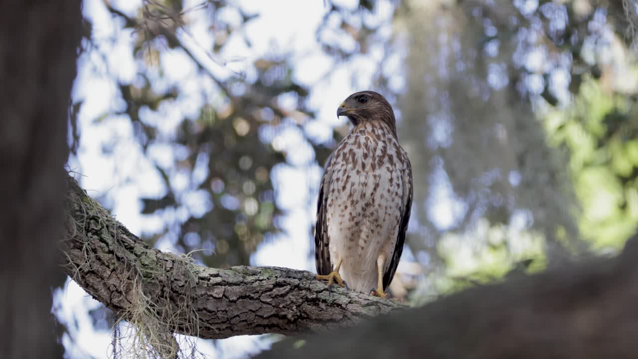 Coopers Hawk perched on thick tree branch with dappled light filtering through forest canopy