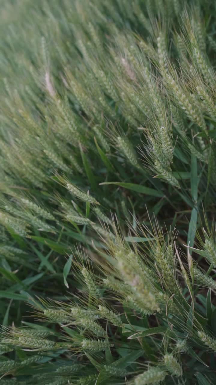 High-angle, vertical view of wheat spikes in a cultivated field