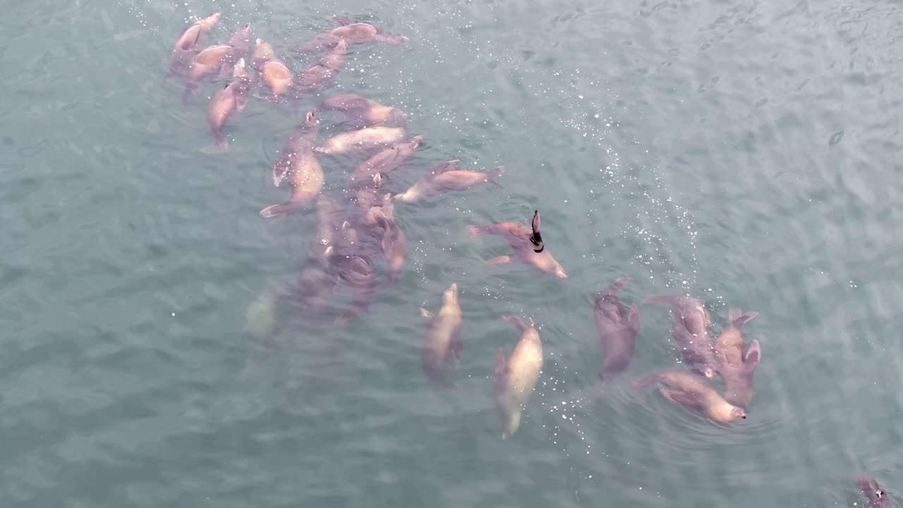 A large group of sea lions swimming in clear water from an overhead view