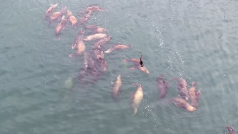 a large group of sea lions swimming in clear water from an overhead view