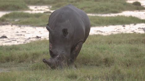 black rhino feeds on grassy wetland in aberdare national park, kenya africa