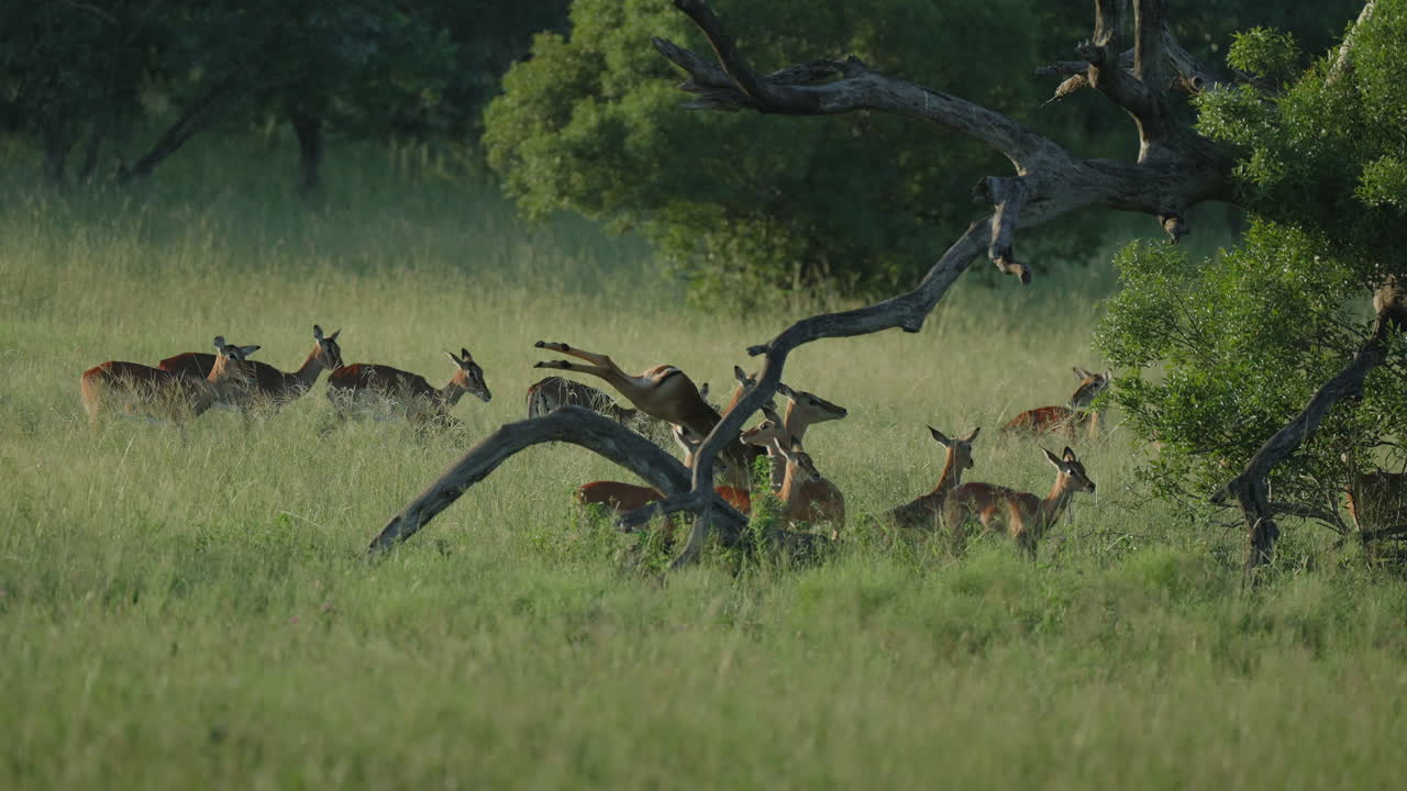 Impalas in African Savanna