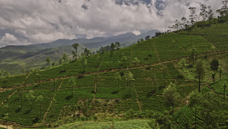 Palagolla-Sri-Lanka-Antena-V1-Sobrevuelo-Bajo-Con-Drones-Sobre-Las-Plantaciones-De-Té-En-Las-Laderas-De-Las-Tierras-Altas-Centrales-Que-Capturan-Vistas-De-Ramboda,-El-Embalse-De-Kotmale-Y-El-Paisaje-Montañoso---Filmado-Con-Cine-Mavic-3---Abril-De-2023