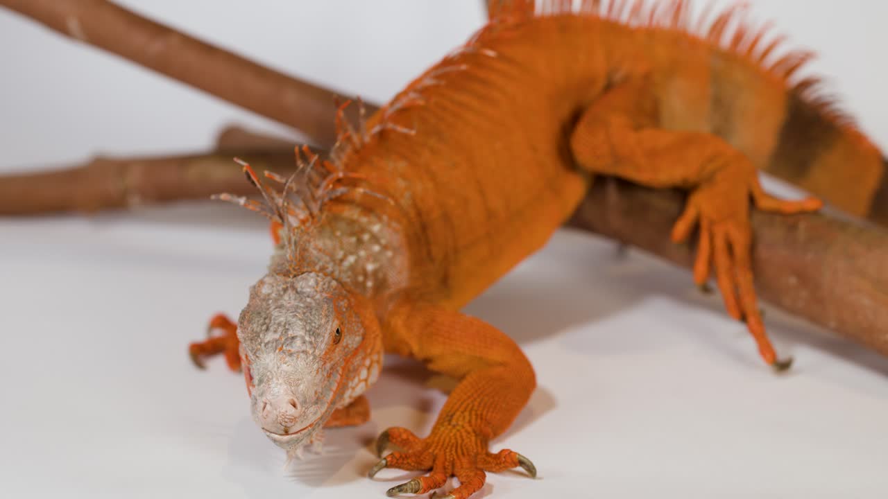 Una iguana naranja vibrante descansa sobre una rama de madera con un fondo de estudio blanco