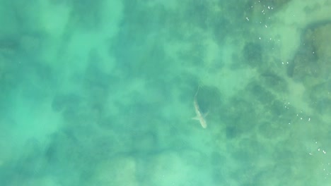 a shark swimming in the mediterranean sea near hadera park,orot rabin power plant in north israel from aerial view