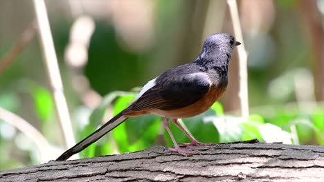 Die-Weißbürtige-Shama-Ist-Einer-Der-Häufigsten-Vögel-In-Thailand-Und-Kann-Leicht-In-Stadtparks,-Landwirtschaftsflächen,-Bewaldeten-Gebieten-Und-Den-Nationalparks-Beobachtet-Werden