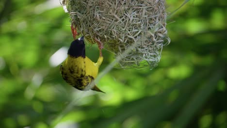 weaver bird dismantling nest hanging upside down