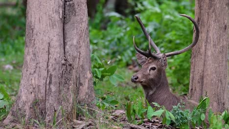 the eld's deer is an endangered species due to habitat loss and hunting