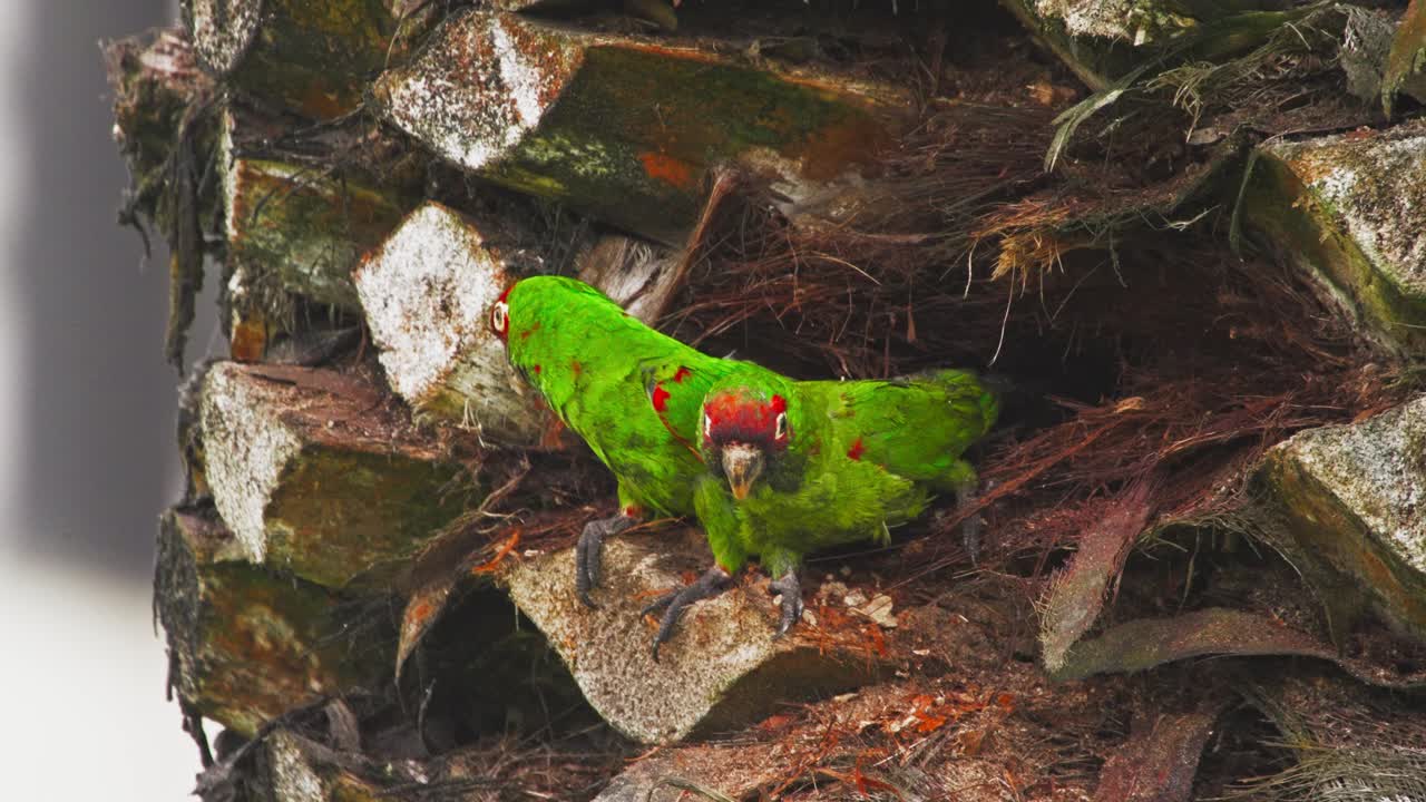 Red-headed parrot among trees in Miraflores, Lima, Peru on an overcast day