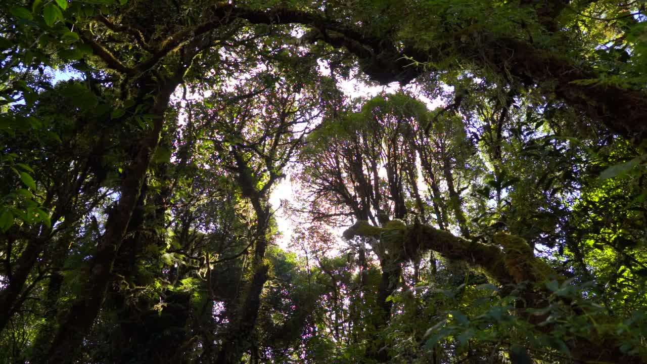 Epic view to top of lush jungle with light flooding in