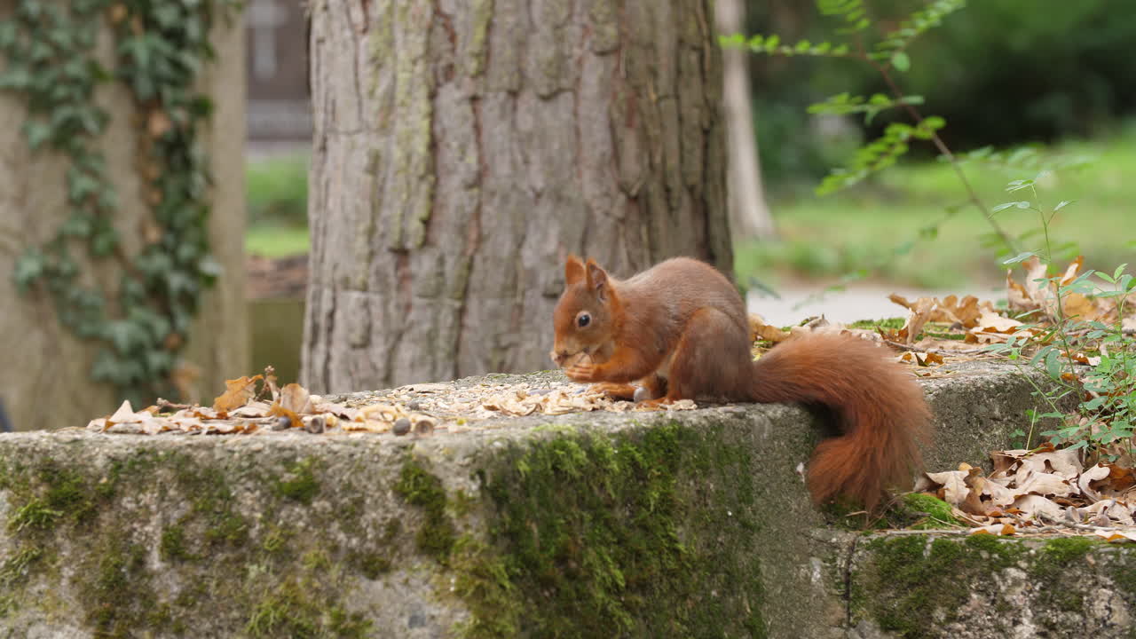 Red squirrel close-up findning nuts on a moss-covered rock in a quiet autumn forest an run away colorful leaves wildlife natural trees environment soft sunlight