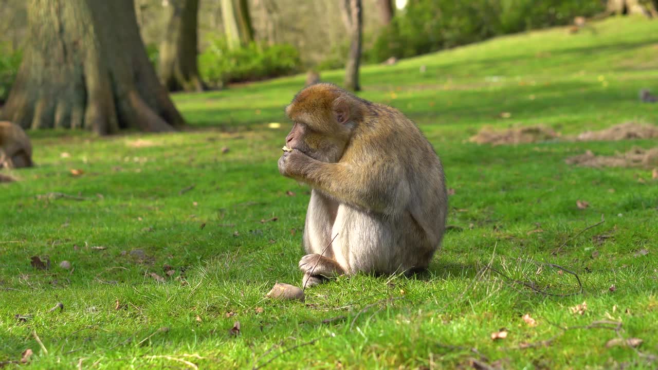 un mono macaco en un bosque verde