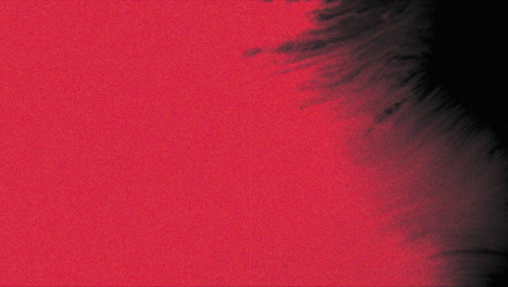 Rote-Und-Schwarze-Aquarelltinte-Auf-Grunge-Textur-Mit-Lärm
