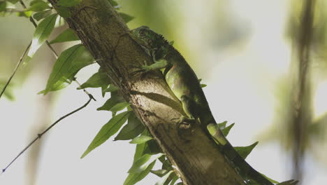 green iguana with ants passing by while rests on a tree trunk in the amazonian rainforest of brazil