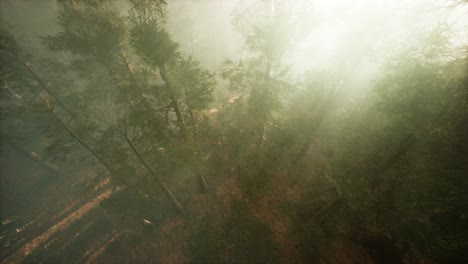 drone breaking through the fog to show redwood and pine tree