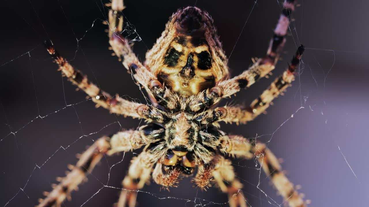 Close up of a spider sitting in its web, showing intricate details of its body and fine silk threads