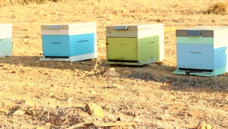 found beehives on my walk in the country, 2018