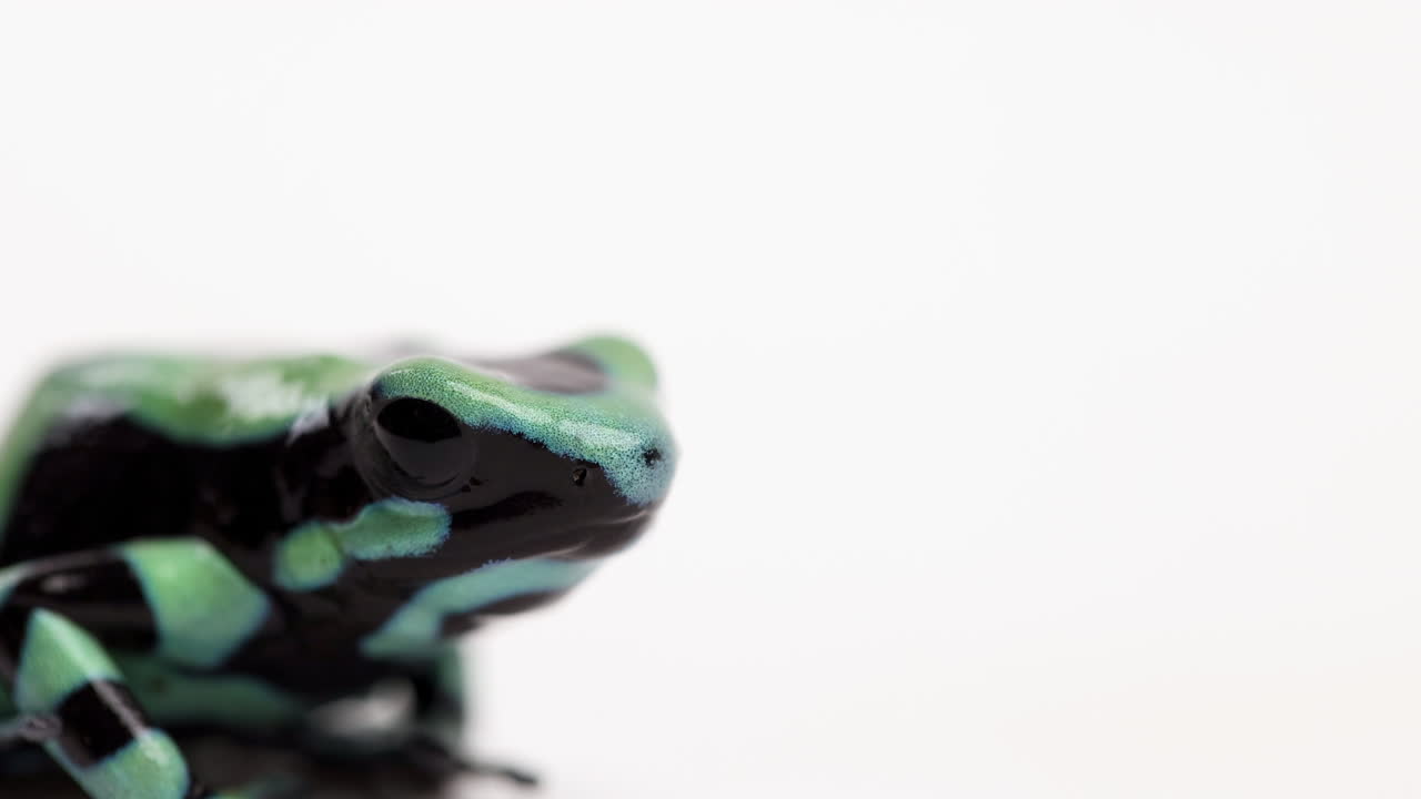 독 다트 개구리 - 얼굴 삐걱 거리는 소리에 가까이 - 흰색 배경에 고립