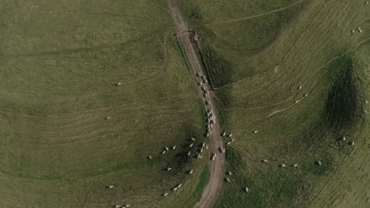 Aerial View of Sheep Grazing on Green Hills