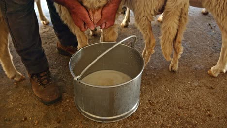 Farmer-milking-sheep-to-get-fresh-raw-milk,-close-up-motion-shot