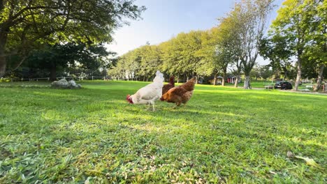 blancos y gallinas marrones picoteando en un parque en un día de verano