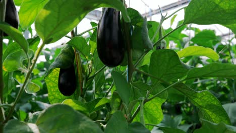 Berenjena-Colgando-De-Las-Plantas-En-Invernadero