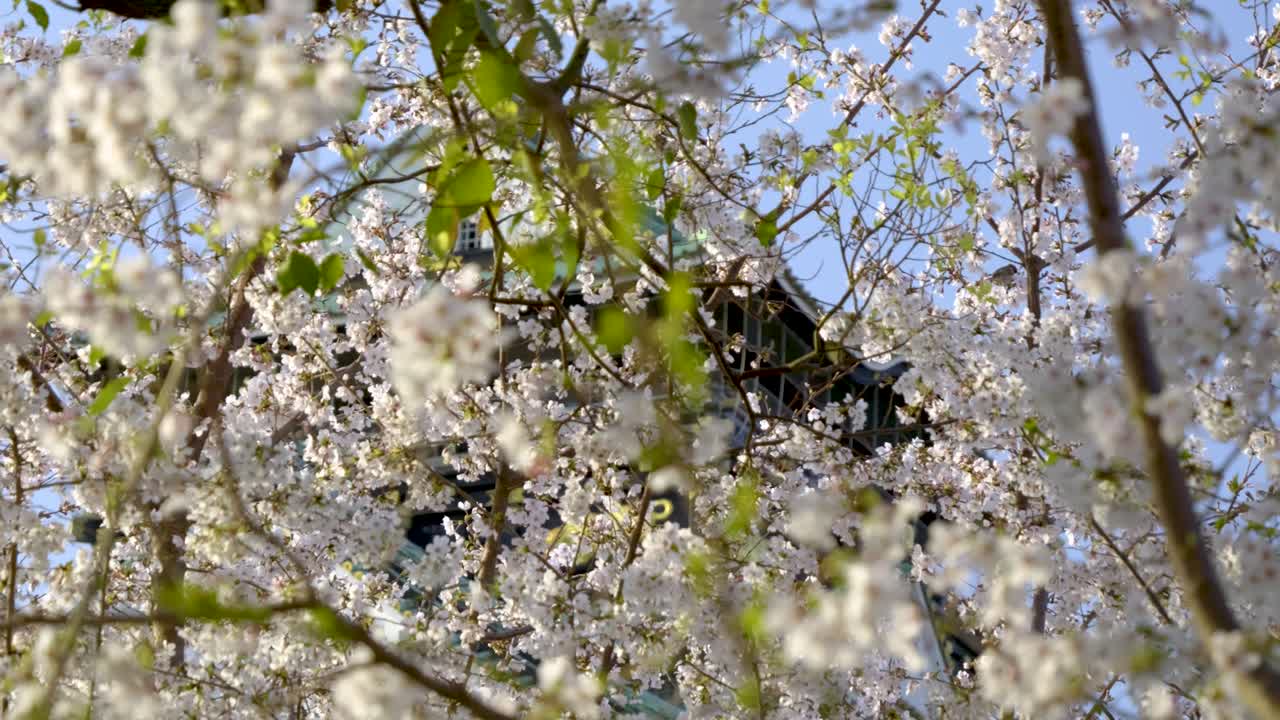 Cinematic view over Osaka castle with Sakura cherry blossoms
