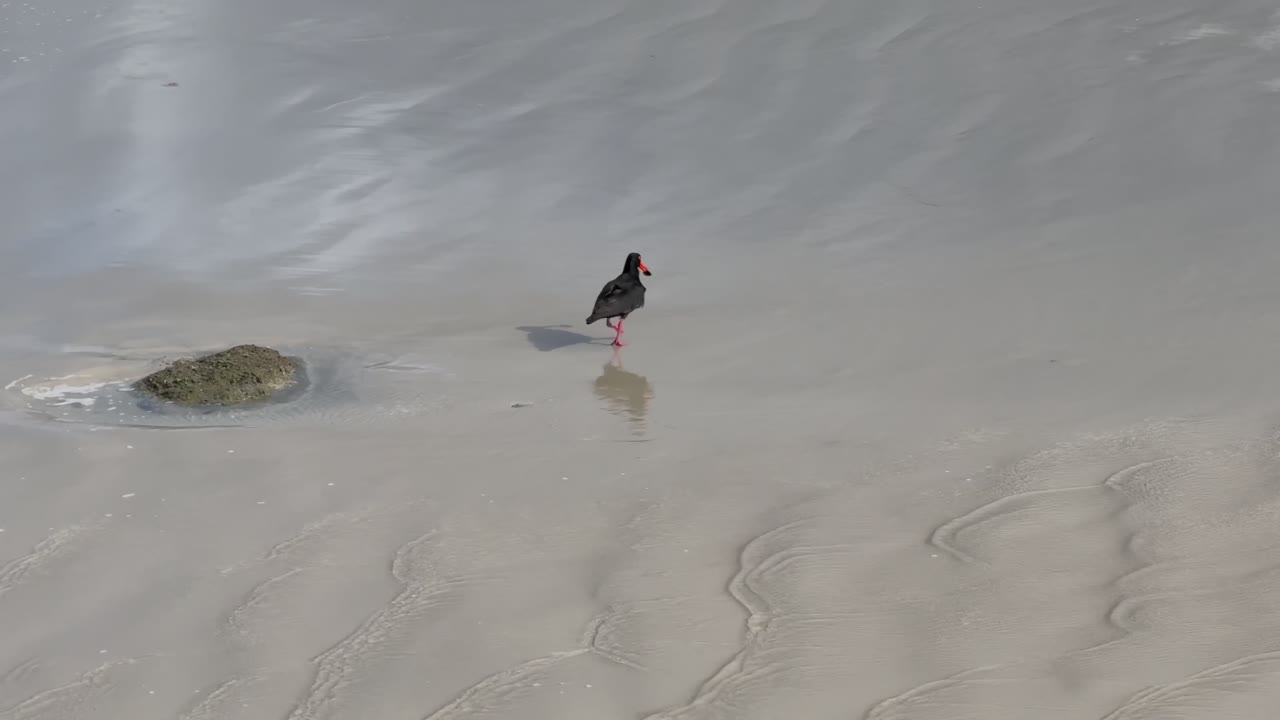 Seabird bird, oyster catcher feeding on muscles