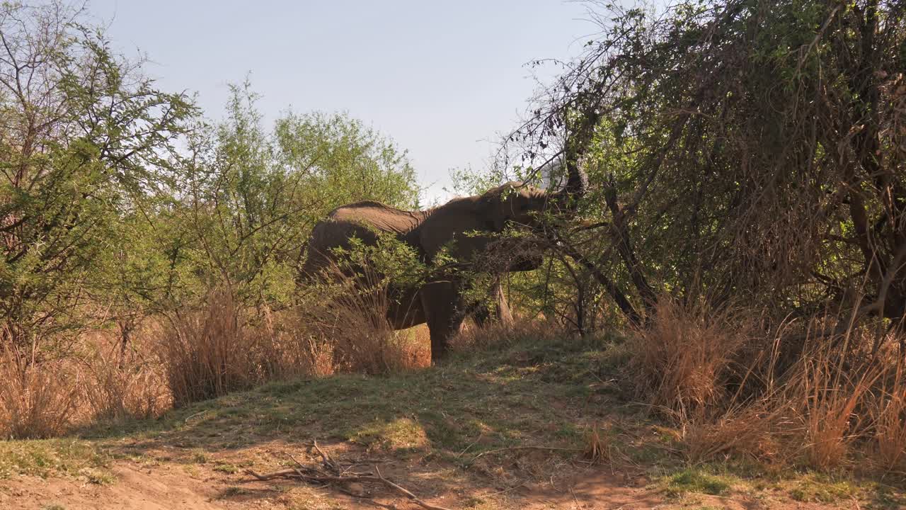 건조한 풀과 나무로 둘러싸인 필라네스베르크 국립공원에서 산책하는 아프리카 코끼리