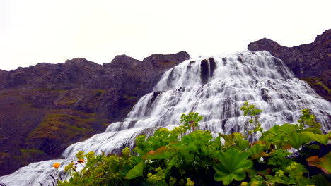 Fantastischer-Dynjandi-Wasserfall-In-Den-Westfjorden-Islands,-Dolly-Back-An-Den-Oberen-Wasserfällen-Zu-Gelb-orangefarbenen-Blumen-4k-Prorezhq