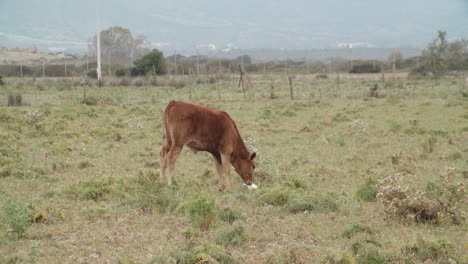 Brown-cow-alone-eating-plastic-bag,-farm,-plastic-pollution