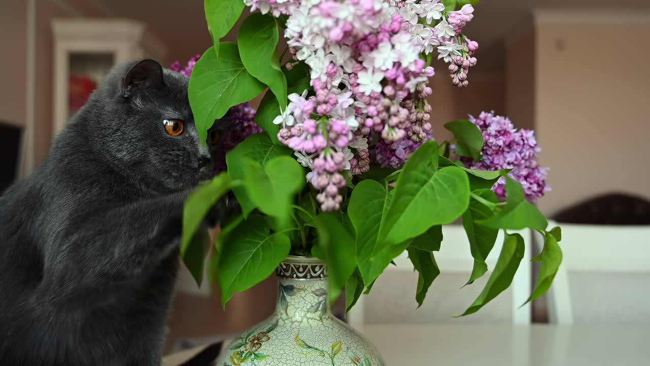 Grey British Shorthair cat curiously playing with the leaves of lilac flowers in a vase indoors