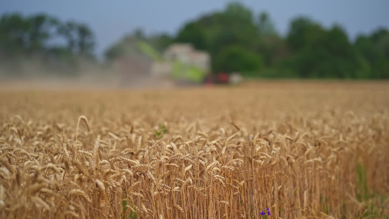 Vast field of ripe wheat. Yellow spikelets full of ripe grains inside close up. Big harvesting machine work blurred in the background.