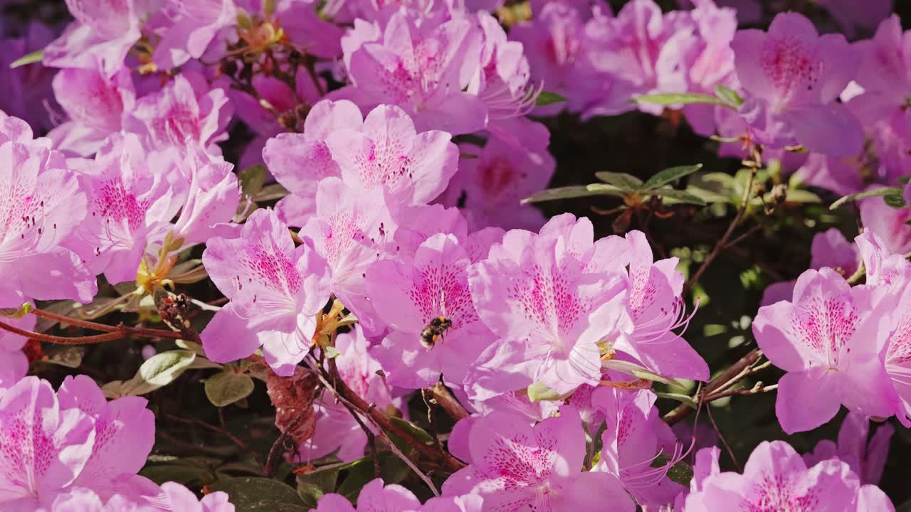 Macro shot of bumblebee gathering nectar on pink rhododendron flowers slow motion