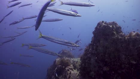 barracuda de cola amarilla en el pináculo de chumphon, en koh tao, tailandia