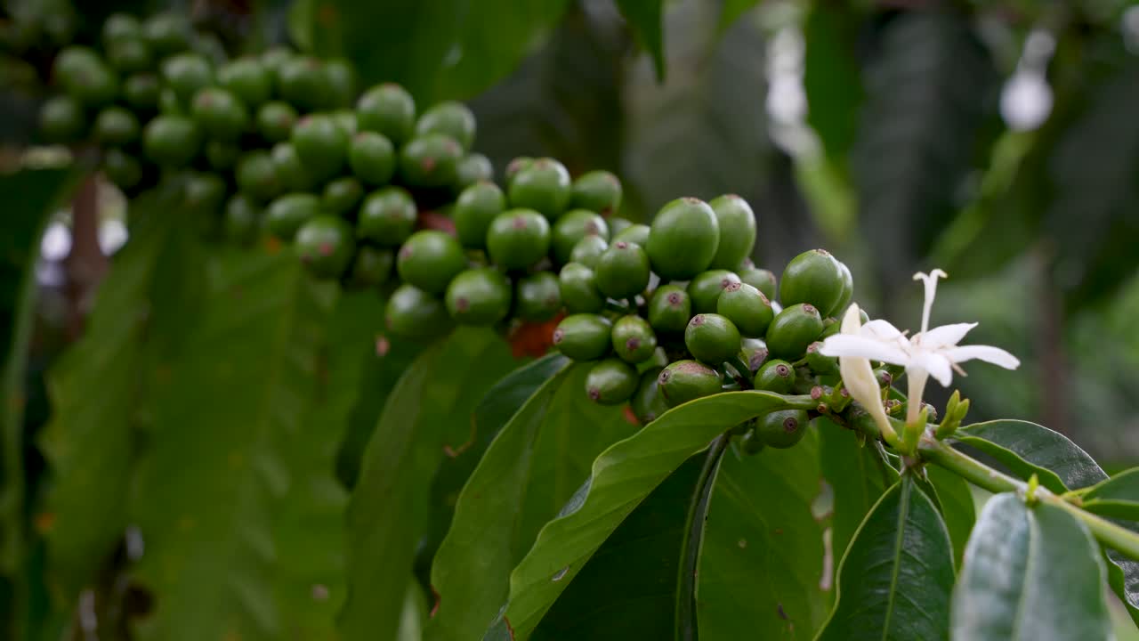 cerrar la rama del árbol de café cargada de granos de café verdes y flor blanca