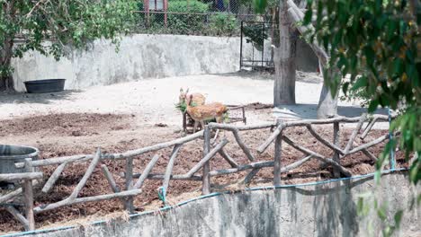 Banteng-Eine-Art-Von-Wildrind-Kuh-Frisst-Gras