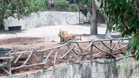 banteng una especie de ganado silvestre que come hierba
