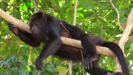 A-howler-monkey-sits-on-a-branch-in-the-jungles-of-the-Mexican-Yucatan