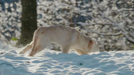 a golden retriever runs through the snow towards its owner. snow flies from under his paws, slow-motion cinematic video