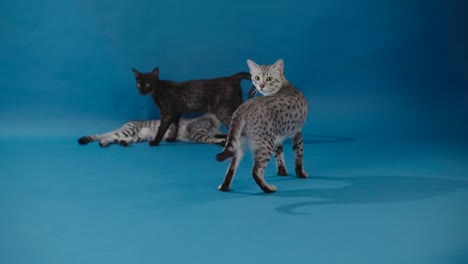egyptian mau cats. parental care for the offspring